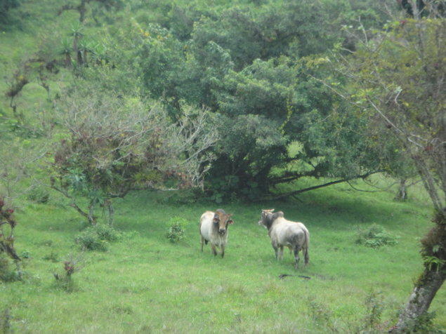 Finca en Lourdes, Cartago. 15 ha con gran potencial in Aguacaliente, Cartago — ₡ 105 000 000 - Photo 2 of 9