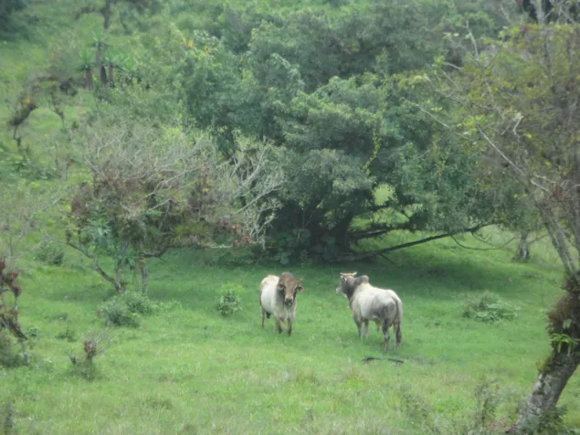 Finca en Lourdes, Cartago. 15 ha con gran potencial in Aguacaliente, Cartago — ₡ 105 000 000 - Photo 2 of 9
