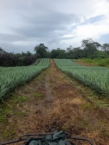Finca en Venta en Upala | 7 Hectáreas Planas Producción de Piña en Upala, Alajuela — ₡ 90 000 000 - Foto 3 de 5