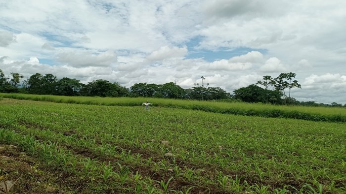Finca en venta Guapiles, Pococi, desarrollo 5PIV5398744 in Rita, Pococí, Limón — $1,575,000