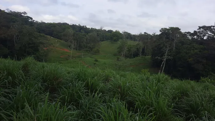 Venta de Finca Ganadera con Operación Llave en Mano en San Marcos de Cutris en Cutris, San Carlos, Alajuela — ₡ 460 000 000 - Foto 3 de 7
