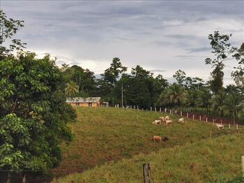 Finca en Venta Cutris, San Carlos, Alajuela