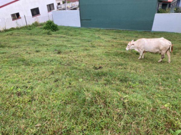 LOTE EN CORONADO in San Rafael, Vázquez de Coronado, San José — ₡ 35 000 000