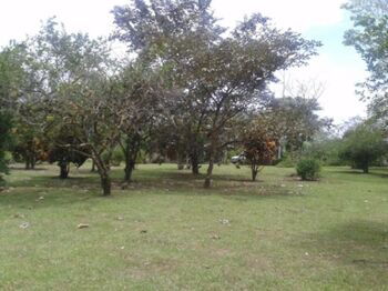 se vende linda quinta en valle azul inform.85683261 en Peñas Blancas, San Ramón, Alajuela — 85 000 000 ₡ - Foto 5 de 5