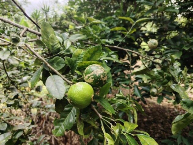 LOTE EN VENTA EN COSTA RICA NATURALEZA Y PRIVACIDAD in San Isidro De El General, Pérez Zeledón, San José — $25,000