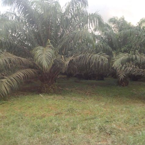 Finca de palma en venta Costa Rica 140 hectareas in Puerto Viejo, Sarapiquí, Heredia — $1,750,000
