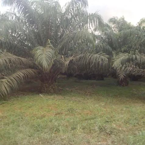 Finca de palma en venta Costa Rica 140 hectareas in Puerto Viejo, Sarapiquí, Heredia — $1,750,000