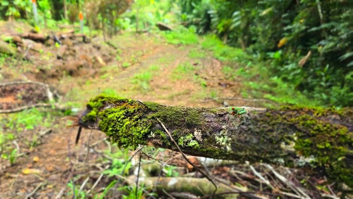 SE VENDE TERRENO LISTO PARA CONSTRUIR CERCA DE LA PLAYA Y JUNTO AL RIO en Bahía Ballena, Osa, Puntarenas — $185,000