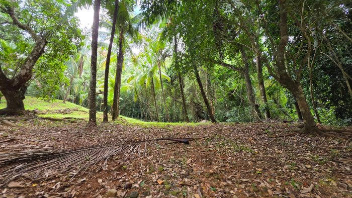 Lote con Quebrada y Bosque Natural en San Mateo | 2.506 m² in Labrador, San Mateo, Alajuela — $100,000 - Photo 3 of 37