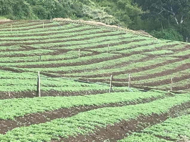 Terreno Agrícola en Cote de Cartago (AD) in Zaragoza, Palmares, Alajuela — $290,000 - Photo 2 of 9