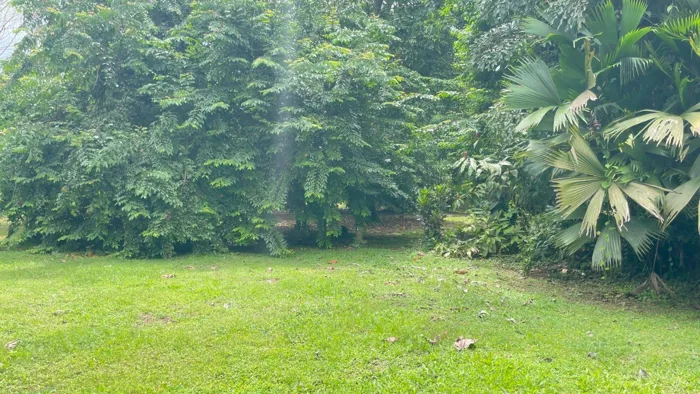 Lote en Venta en La Colonia de Guápiles | 3.149 m² de Naturaleza en Guápiles, Pococí, Limón — ₡ 37 000 000 - Foto 2 de 20
