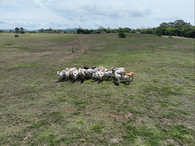 Hermosa Finca en San Carlos – Ideal para Vivir, Invertir o Producir. en Pital, San Carlos, Alajuela — $3,724,000 - Foto 3 de 13