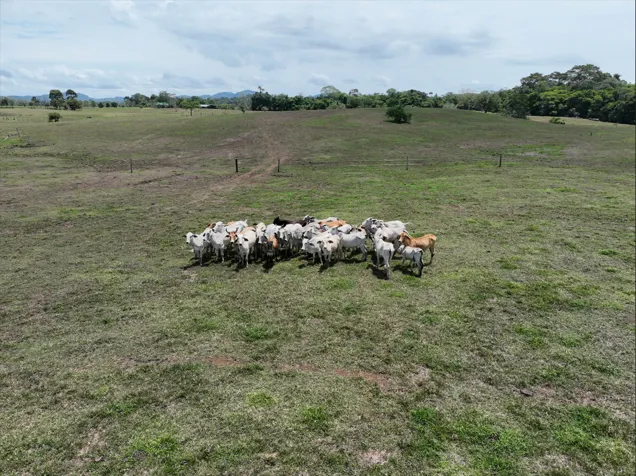 Hermosa Finca en San Carlos – Ideal para Vivir, Invertir o Producir. en Pital, San Carlos, Alajuela — $3,724,000 - Foto 3 de 13