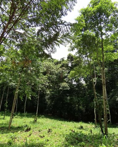 TERRENO EN BAJO RODRÍGUEZ en Rodríguez, Sarchí, Alajuela — $60,000