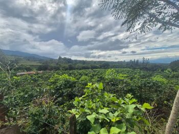 Finca Cafetalera de 2.3 Hectáreas con Manantial, Quebrada y Vistas en Santa Elena, Pérez Zeledón in San Isidro De El General, Pérez Zeledón, San José — $350,000 - Photo 4 of 22