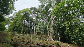 SE VENDE TERRENO LISTO PARA CONSTRUIR CERCA DE LA PLAYA Y JUNTO AL RIO en Bahía Ballena, Osa, Puntarenas — $185,000 - Foto 5 de 16