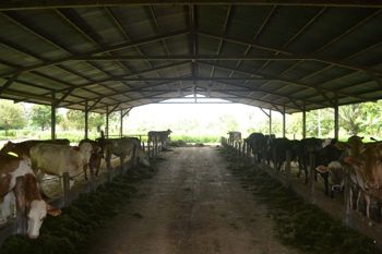 COCOA FARM IN PRODUCTION AND GROWING en Cutris, San Carlos, Alajuela — $2,675,000 - Foto 4 de 14