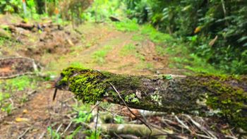 SE VENDE TERRENO LISTO PARA CONSTRUIR CERCA DE LA PLAYA Y JUNTO AL RIO en Bahía Ballena, Osa, Puntarenas — $185,000 - Foto 2 de 16