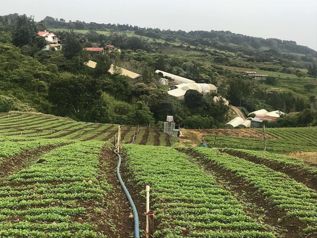 Terreno Agrícola en Cote de Cartago (AD) in Zaragoza, Palmares, Alajuela — $290,000 - Photo 4 of 9