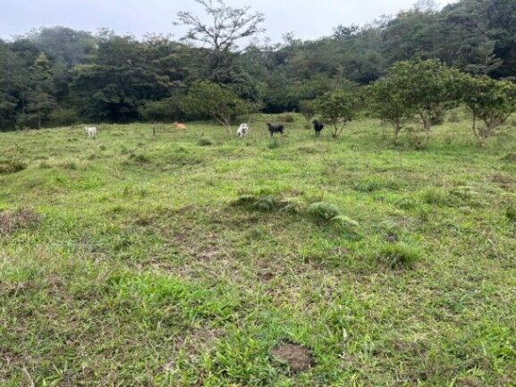 MLS-26-20 LS VENTA LOTE PALMITAL PUNTARENAS en Puntarenas — ₡ 25 301 000