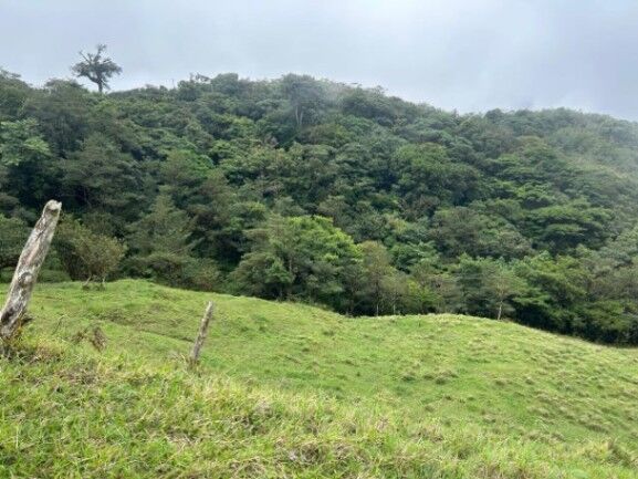 MLS-26-19 LS VENTA LOTE PALMITAL PUNTARENAS en Puntarenas — ₡ 25 775 000