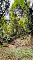 🌿 Terreno a la venta en Guápiles en Guápiles, Pococí, Limón — 25 000 000 ₡ - Foto 4 de 9