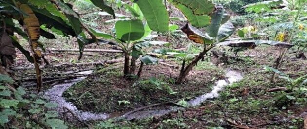 Finca de 6.5 hectáreas Rio Claro en Guaycará, Golfito, Puntarenas — ₡ 90 000 000