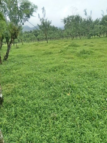 DE OPORTUNIDAD ESPECTACULAR FINCA EN LA MILPA DE UPALA. en Delicias, Upala, Alajuela — ₡ 342 000 000 - Foto 3 de 3