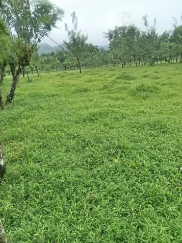 DE OPORTUNIDAD ESPECTACULAR FINCA EN LA MILPA DE UPALA. en Delicias, Upala, Alajuela — ₡ 342 000 000 - Foto 3 de 3