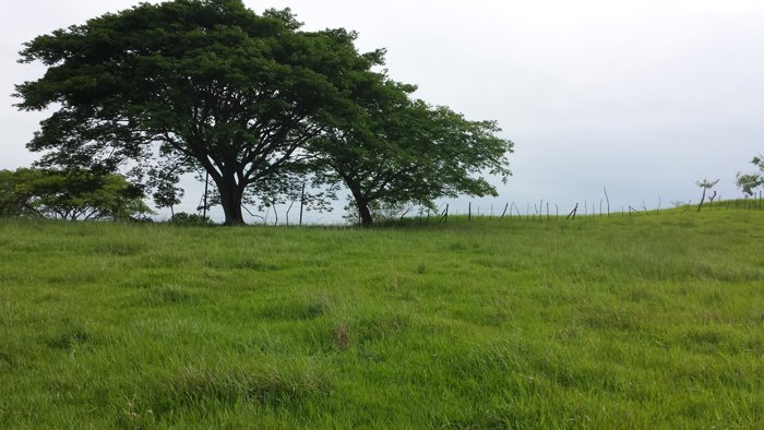 VENTA TERRENO DE DESARROLLO, ALTA DENSIDAD, ALAJUELA, SAN RAFAEL en San Rafael, Alajuela — $6,300,000