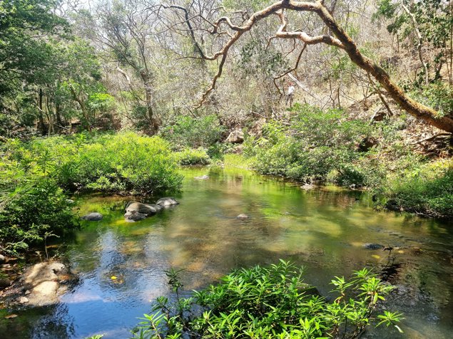 Venta Finca Ganadera Palmira Cañas Guanacaste 53 ha. en Palmira, Cañas, Guanacaste — ₡ 319 000 000
