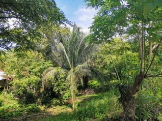 Se Vende Finca, La Colina - Quepos in Quepos, Puntarenas — $695,834 - Photo 4 of 5