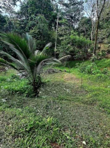 SE VENDE BELLA PROPIEDAD EN PEÑAS BLANCAS, SAN RAMÓN.  en Peñas Blancas, San Ramón, Alajuela — ₡ 18 000 000