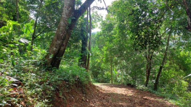 VENTA DE FINCA DE 1 HA EN PLATANILLO CON VISTAS A LA MONTAÑA Y 2 PLANTELES LISTOS en Barú, Pérez Zeledón, San José — $150,000