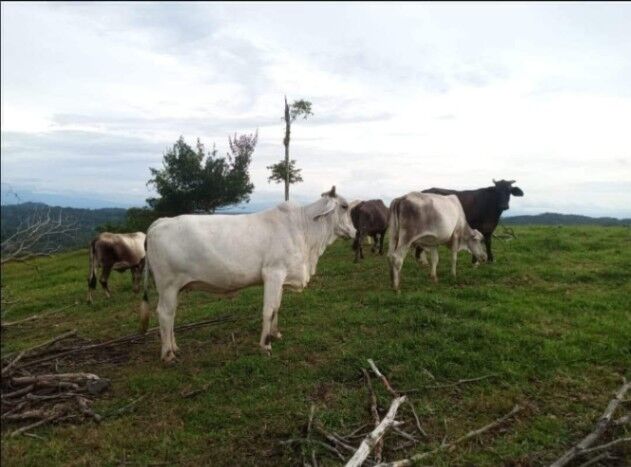 Increíble Finca Ganadera en Cutris de San Carlos, Alajuela,Costa Rica. en Cutris, San Carlos, Alajuela — ₡ 225 000 000