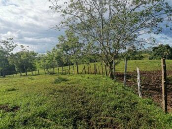 Se vende amplio lote de 180 hectáreas en Paso Real 23-1716 en Pocosol, San Carlos, Alajuela — $1,800,000 - Foto 4 de 22