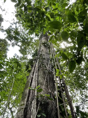 REBAJADA!  FINCA EN BRISAS DE VERAGUA, RAINFOREST LIMON COSTA RICA en Carrandi, Matina, Limón — $150,000