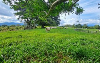 VENTA DE LOTE, USO MIXTO, ALAJUELA, ATENAS, SANTA EULALIA en Santa Eulalia, Atenas, Alajuela — $227,000 - Foto 2 de 6
