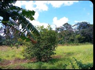LOTE EN LA TIGRA DE SAN CARLOS en La Tigra, San Carlos, Alajuela — 60 000 000 ₡ - Foto 5 de 8