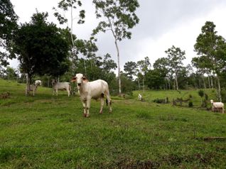 Espectacular finca con cascada natural y vista al Volcán Arenal in Venecia, San Carlos, Alajuela — $448,600 - Photo 5 of 10
