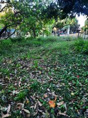 VENTA DE TERRENO 1000 M², SAN MATEO, ALAJUELA en Labrador, San Mateo, Alajuela — $55,000 - Foto 4 de 4