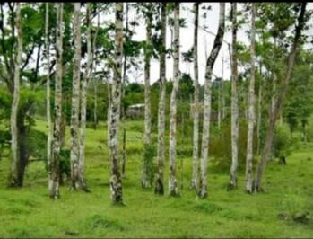 Venta de Finca  en Katira, Guatuso, Alajuela — 75 000 000 ₡ - Foto 5 de 7