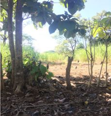 Terreno para Quinta en La Ceiba 7100m2 en La Ceiba, Orotina, Alajuela — $215,000 - Foto 2 de 6