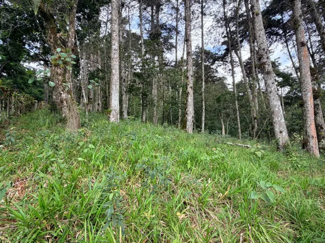Sale farm in Cartago, Lourdes, 5 ha, with wood in Aguacaliente, Cartago — ₡ 300 000 000 - Photo 2 of 17