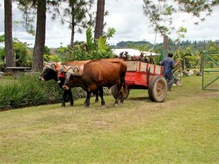 Venta Finca Ganadera o Agrícola Puntarenas San Vito Coto Brus in San Vito, Coto Brus, Puntarenas — $3,500,000 - Photo 4 of 21