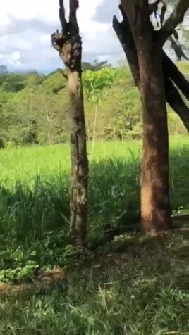 SE VENDE BELLA PROPIEDAD EN EL AMPARO DE LOS CHILES DE ALAJUELA.  in El Amparo, Los Chiles, Alajuela — ₡ 45 000 000