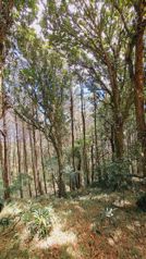 VENTA O ALQUILER FINCA DE DESARROLLO TURISTICO, CARTAGO en Quebradilla, Cartago — $7,500 - Foto 5 de 31