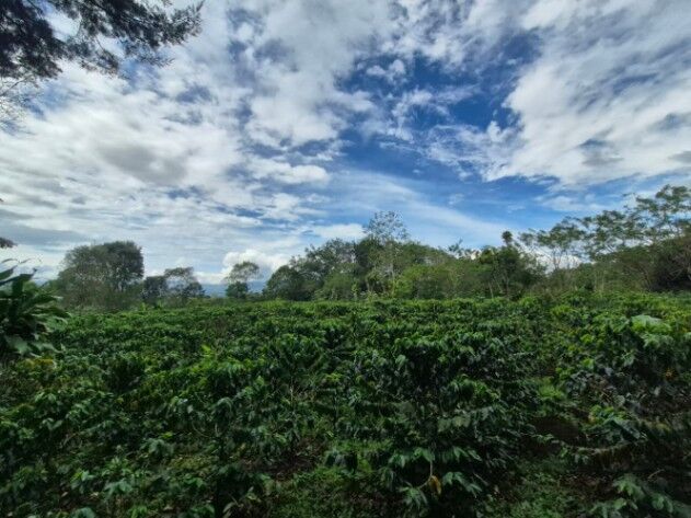 FINCA PRIVADA DE 1.9 HA EN SANTA ELENA – TERRENO APROVECHABLE, BOSQUE Y ENTORNO ESCÉNICO in San Isidro De El General, Pérez Zeledón, San José — $155,000