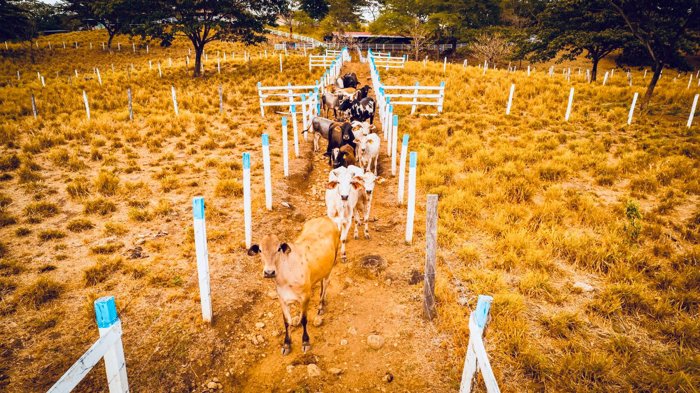 Farm for Sale in Fortuna de Bagaces, Guanacaste – Tourism, Residential, and Agricultural Investment en La Fortuna, Bagaces, Guanacaste — $950,000 - Foto 1 de 22