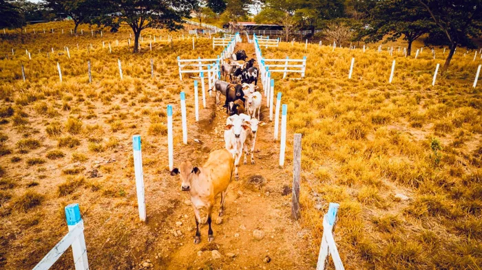 Farm for Sale in Fortuna de Bagaces, Guanacaste – Tourism, Residential, and Agricultural Investment en La Fortuna, Bagaces, Guanacaste — $950,000
